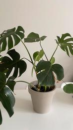 Monstere plant 70 cm in kunststof pot, Ophalen, Halfschaduw, Minder dan 100 cm