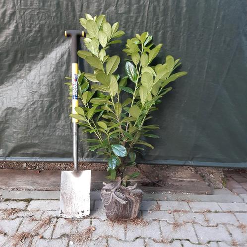 Laurierhaag prunus novita, Tuin en Terras, Planten | Struiken en Hagen, Haag, Laurier, 100 tot 250 cm, Ophalen
