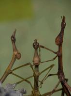 Gezocht paardenkopsprinkhaan (Pseudoproscopia latirostris), Dieren en Toebehoren, Insecten en Spinnen, Sprinkhaan of Krekel