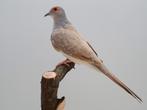 1 - 1 diamantduif topaas x wildkleur split topaas, Meerdere dieren, Tropenvogel, Geringd