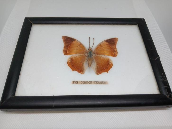 The Common Yeoman Vlinder in Lijst, Verzamelen, Dierenverzamelingen, Gebruikt, Opgezet dier, Insect, Ophalen of Verzenden