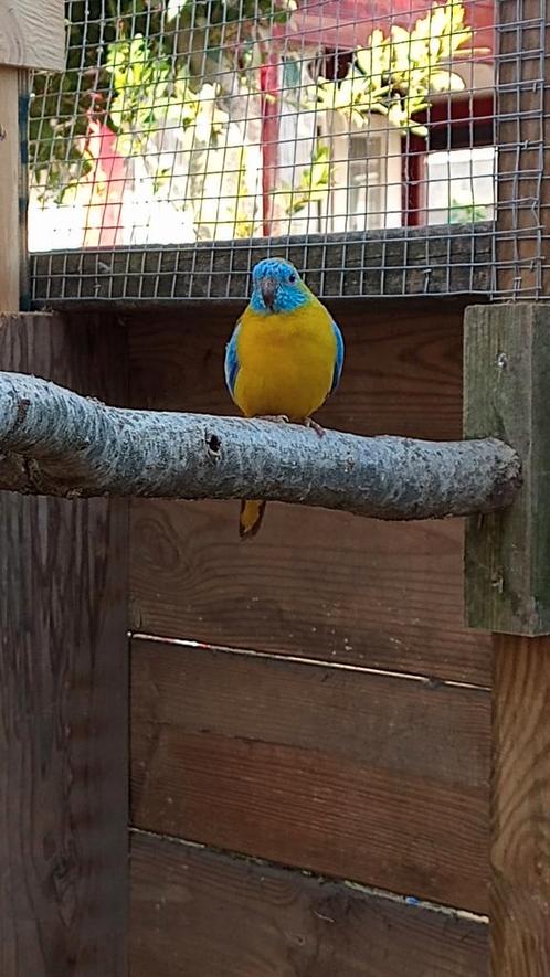 Turquoisine parkieten 1-1, Dieren en Toebehoren, Vogels | Parkieten en Papegaaien, Parkiet, Meerdere dieren