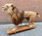 Opgezette mannelijke leeuw taxidermie lion schedel, Wild dier, Opgezet dier, Ophalen