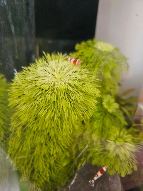 Limnophila Sessiliflora - ook verzenden, Dieren en Toebehoren, Vissen | Aquaria en Toebehoren, Nieuw, Plant(en), Steen of Hout