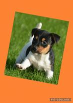 Kruising Jack russell /  Boerenfox puppies, Dieren en Toebehoren, 8 tot 15 weken, CDV (hondenziekte), Meerdere, Meerdere dieren
