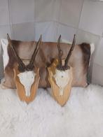 Geweitjes set echte reegeweitjes., Ophalen of Verzenden