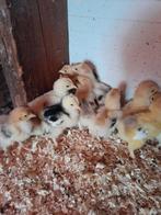 Brahma groot Kuikens, Dieren en Toebehoren, Pluimvee, Geslacht onbekend, Kip