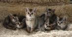 Zeer lieve kittens, 1/2 Britse langhaar, 1/8 Bengaal, Meerdere dieren