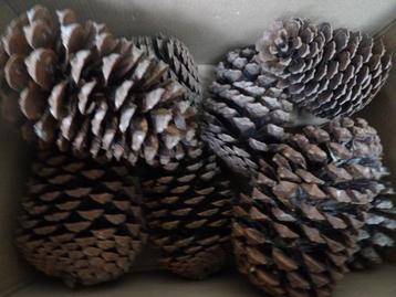 8 mooie grote droge natuurlijke DENNENAPPELS 16 cm ( X ) beschikbaar voor biedingen