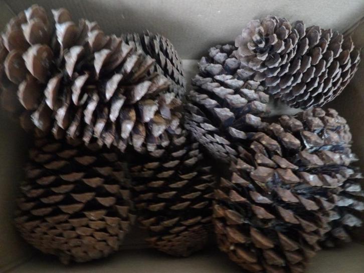 8 mooie grote droge natuurlijke DENNENAPPELS 16 cm ( X ), Hobby en Vrije tijd, Knutselen, Nieuw, Materiaal, Ophalen of Verzenden