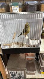 Grote kruisbekman, Dieren en Toebehoren, Vogels | Overige Vogels, Mannelijk, Wildzangvogel