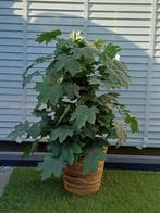 Kunstplant / Boom 80cm - Realistisch & Geschikt voor Binnen/, Huis en Inrichting, Kamerplanten, Ophalen of Verzenden, Halfschaduw