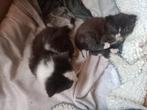 2 lieve kittens mannetje en vrouwtje, Dieren en Toebehoren, Katten en Kittens | Overige Katten, Meerdere dieren