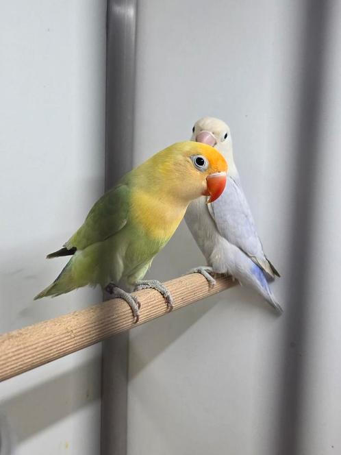 Bewezen koppel Fischeri Turquoise dilute x Blauw dilute, Dieren en Toebehoren, Vogels | Parkieten en Papegaaien, Dwergpapegaai of Agapornis