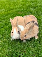 Hollander konijntjes, Dieren en Toebehoren, Konijnen, Mannelijk, Middelgroot, 0 tot 2 jaar