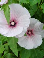 Lavatera Pink Regis, Ophalen of Verzenden, Voorjaar, Volle zon, Zaad