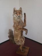 Geprepareerde vos., Verzamelen, Dierenverzamelingen, Verzenden, Zo goed als nieuw, Wild dier, Beeldje of Figuurtje