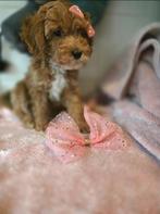 Prachtige toy poedel pups rood abricot ️️️️, Dieren en Toebehoren, Poedel, Parvo, 8 tot 15 weken, Meerdere