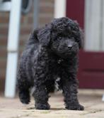 Mini Labradoodle pups | Minidoodle | Dwergpoedel, Parvo, Nederland, Overige rassen, 8 tot 15 weken
