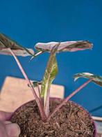 Alocasia Yutacan Princess p10 (2), Ophalen of Verzenden, Halfschaduw, Minder dan 100 cm