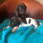 Duitse staande korthaar pups, 8 tot 15 weken, Meerdere, Meerdere dieren, Duitse Staande hond
