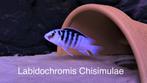 Labidochromis Chisimulae ( Malawi cichlide ), Dieren en Toebehoren
