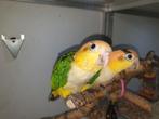2 Roestkop Caiques., Dieren en Toebehoren, Vogels | Parkieten en Papegaaien, Geslacht onbekend, Papegaai, Geringd