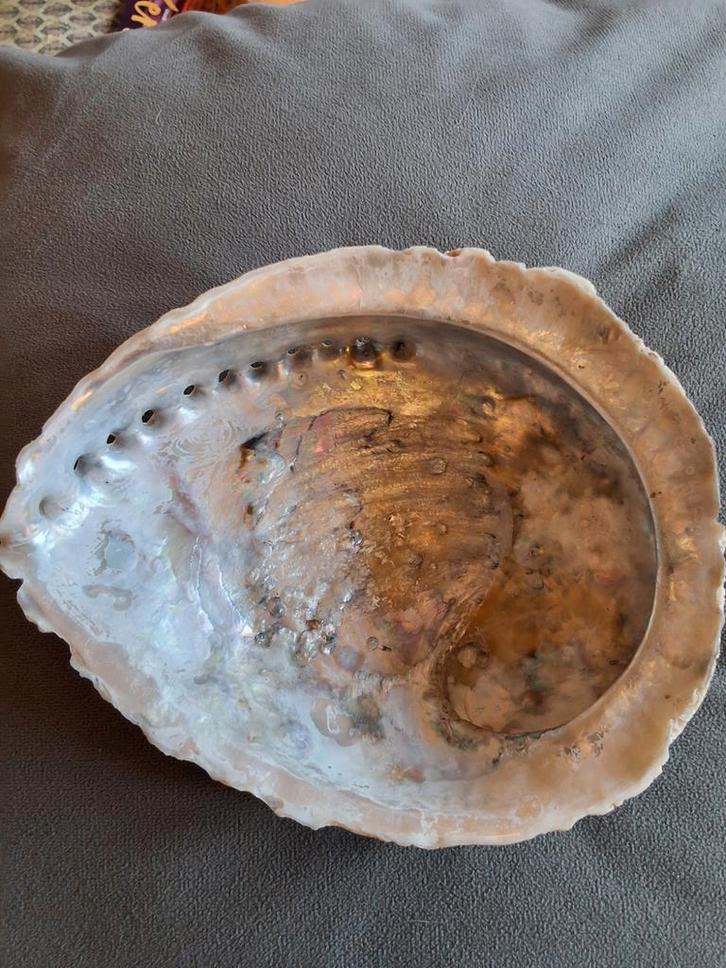 Abalone Schelp  natuurlijke schelp 16-13,5-7cm, Huis en Inrichting, Woonaccessoires | Overige, Nieuw, Ophalen of Verzenden