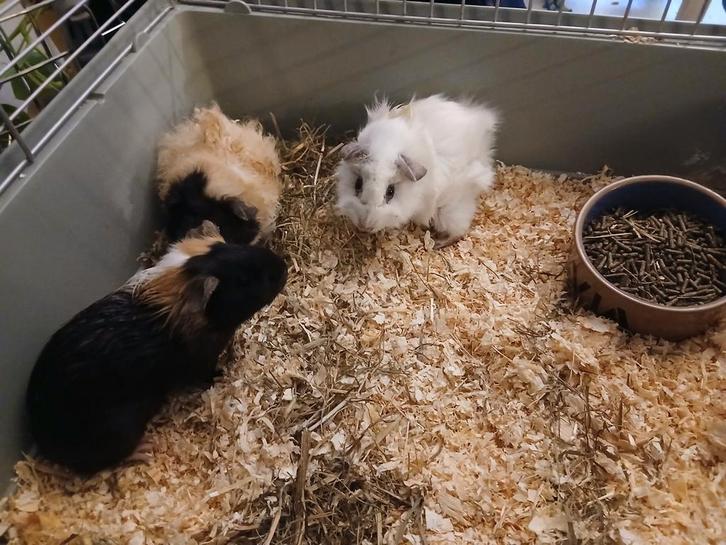 Cavia zeugjes, Dieren en Toebehoren, Knaagdieren, Vrouwelijk, Cavia, Mei