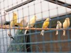 jonge gele kanaries, Dieren en Toebehoren, Vogels | Kanaries, Meerdere dieren, Kleurkanarie