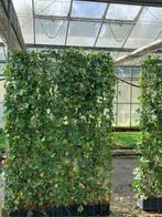AANBIEDING! kant en klaar hedera haag!, Ophalen, Overige soorten, Haag, 100 tot 250 cm