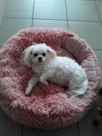 Mini maltipoo verwacht op 5januari,max gewicht 2,500kg,., Dieren en Toebehoren, Poedel, Rabiës (hondsdolheid), 8 tot 15 weken