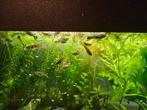 Guppies (endlers), verschillende kleuren en leeftijden, Dieren en Toebehoren, Vis