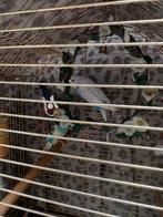 2 grasparkieten te koop met kooi, Dieren en Toebehoren, Vogels | Parkieten en Papegaaien, Meerdere dieren, Parkiet