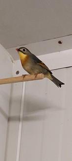 Mooie forse japanse nachtegaal man 2025 uit buitenvlucht., Mannelijk, Geringd