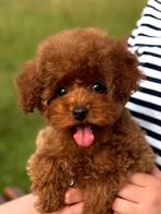 Toy poedel, Dieren en Toebehoren, Honden | Chihuahua's en Gezelschapshonden, Poedel, Particulier, Rabiës (hondsdolheid), 8 tot 15 weken