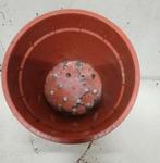 Kweekpotten plantenpotten bloempotten 21 cm, Tuin en Terras, Kunststof, Gebruikt, Rond, Ophalen of Verzenden