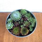 Pot met rotsplantjes, Tuin en Terras, Ophalen, Zomer, Overige soorten, Volle zon