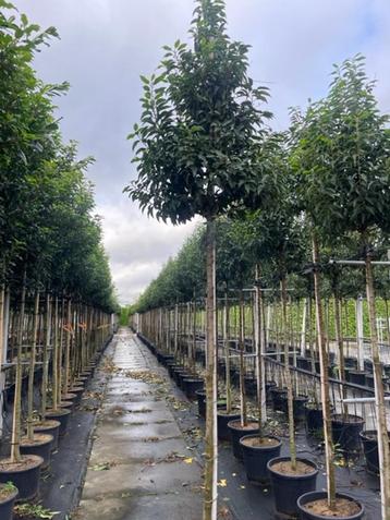 Portugese laurier prunus lusitanica ang en brenelia bomen beschikbaar voor biedingen