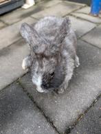 Lief vrouwtjes konijn 8 weken oud, Dieren en Toebehoren, Vrouwelijk