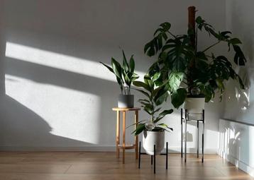 Plantenstandaard • Plantentafel • Grote/kleine plantentafel beschikbaar voor biedingen