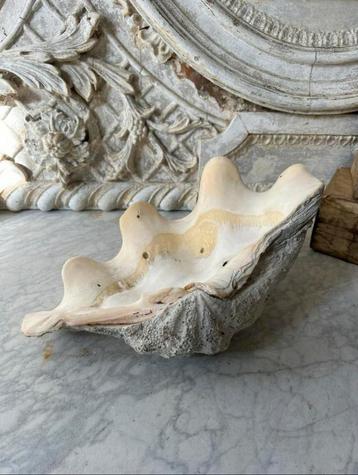 Per Sempre ,Antieke Zware Doopvontschelp 32cm beschikbaar voor biedingen