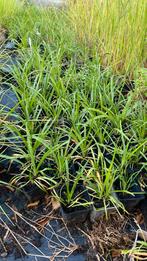 Liriope big blue | siergras, Tuin en Terras, Planten | Tuinplanten, Ophalen of Verzenden, Zomer, Siergrassen