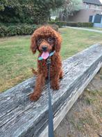 Dwergpoedel Reu 7 maanden oud, Dieren en Toebehoren, Particulier, 15 weken tot 1 jaar, Buitenland, Eén hond