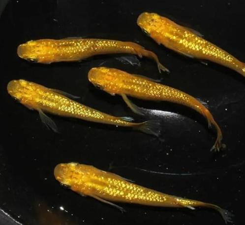 Eitjes van Japanse Rijstvis - Medaka Lecris, Dieren en Toebehoren, Vissen | Aquariumvissen, Vis
