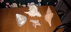 diverse schelpen, Verzamelen, Mineralen en Fossielen, Ophalen, Schelp(en)