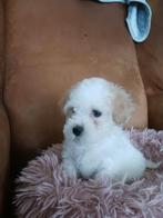Maltipoo kruizing (Boomer/Maltipoo) pups - Nog 2 reutjes, Parvo, Overige rassen, 8 tot 15 weken, Meerdere