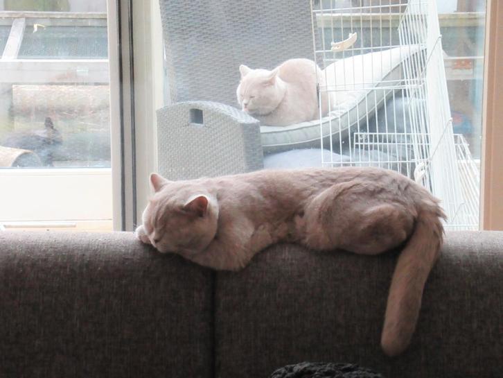 Uitstekende dekkaters te huur, Dieren en Toebehoren, Katten en Kittens | Raskatten | Korthaar, Kater, 0 tot 2 jaar, Met stamboom