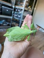 Cryptophyllium limogesi wandelend blad eitjes, Wandelende tak