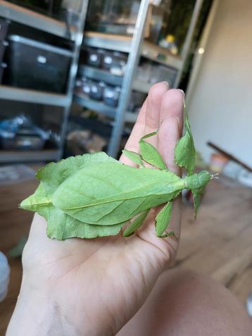 Cryptophyllium limogesi wandelend blad eitjes beschikbaar voor biedingen